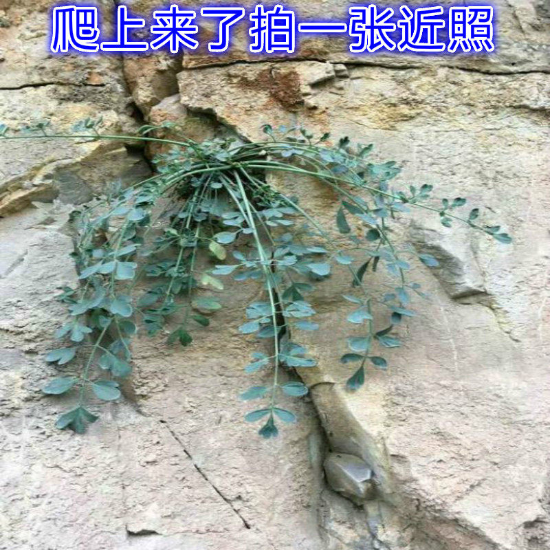野山正品岩黄连 岩胡 岩连 菊花黄连 石生黄堇500克带根优质品