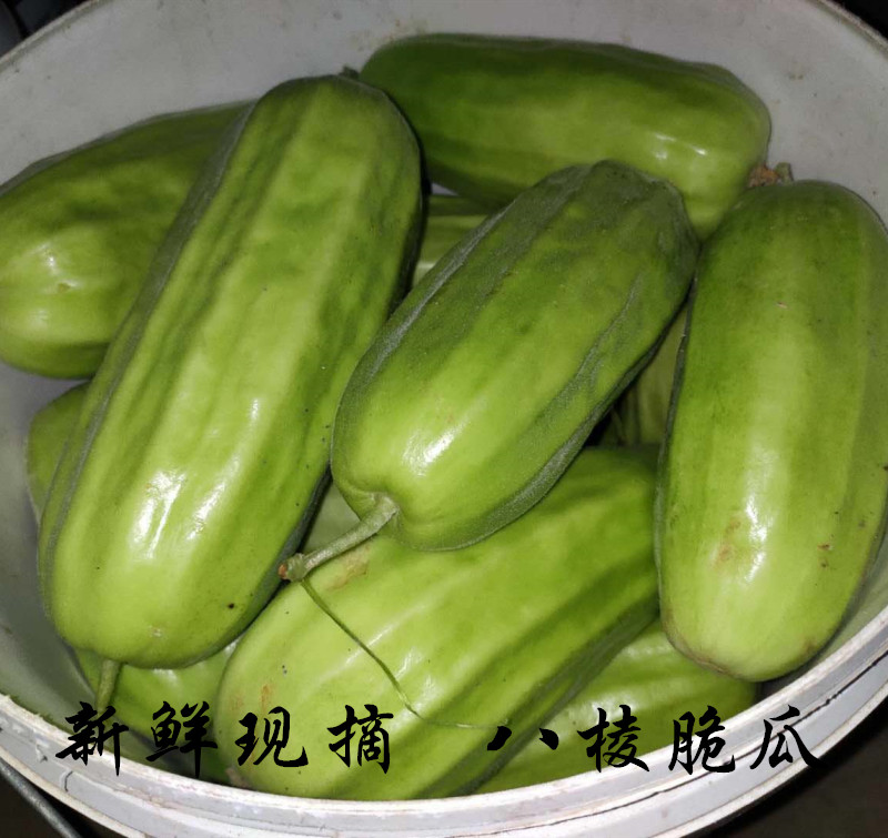 山东八棱脆瓜无糖菜瓜羊角蜜水果