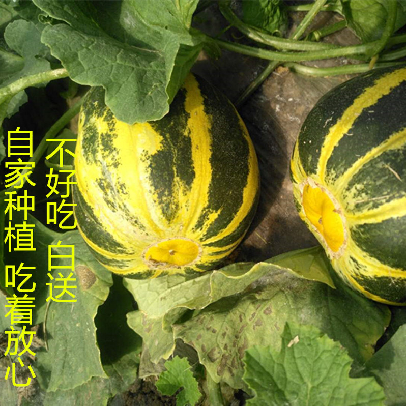 山东八里香花姑娘冰糖子香瓜面瓜脆甜多汁应季时令水果花蕾甜瓜