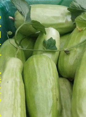 八棱脆瓜新鲜水果生吃八角瓜黄河脆青龙脆瓜菜瓜捎瓜烧瓜