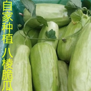 八棱脆瓜新鲜水果生吃八角瓜黄河脆青龙脆瓜菜瓜捎瓜烧瓜