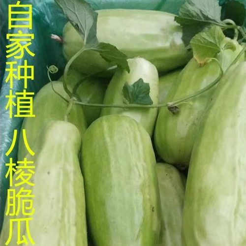 山东八棱脆瓜菜瓜烧瓜羊角蜜现摘