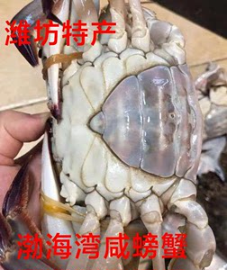 梭子蟹渤海湾海蟹红膏蟹