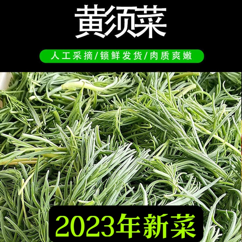 潍坊盐碱地黄西菜黄须菜黄席菜碱蓬菜海英菜皇席菜野菜2023年新菜