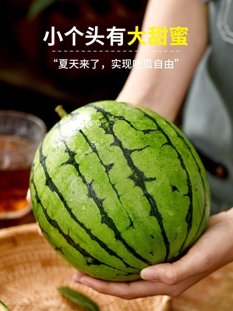 潍坊固堤2K西瓜手剥皮西瓜小糖丸西瓜冰糖子小西瓜礼盒装顺丰包邮