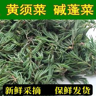 潍坊盐碱地黄西菜黄须菜黄席菜碱蓬菜海英菜皇席菜蔬菜顺丰包邮