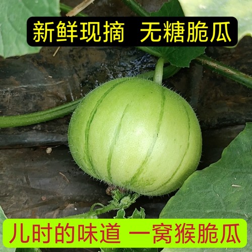 水果菜瓜一窝猴无糖脆瓜
