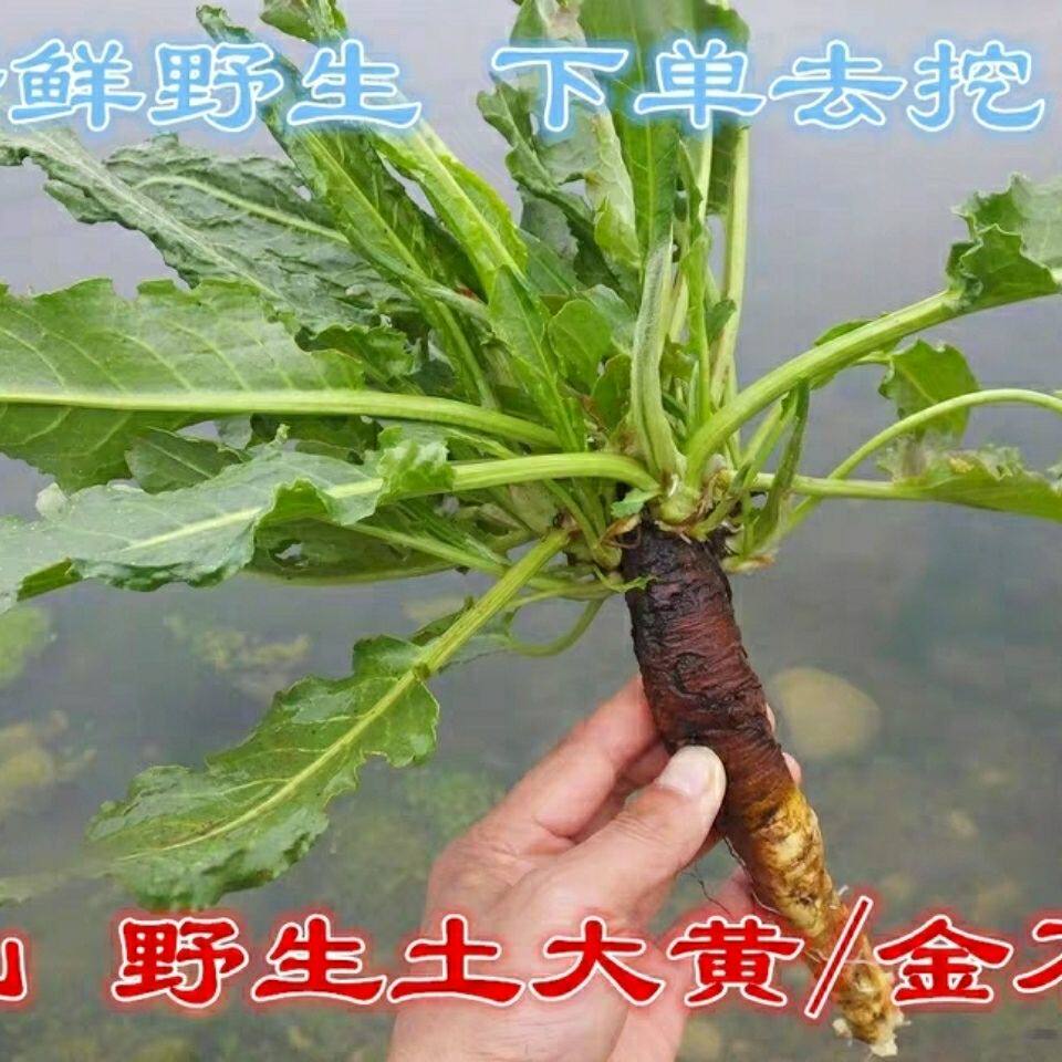 秦岭野生土大黄 菠菜 新鲜血三七 洋铁叶子根 牛西西羊蹄根牛舌草