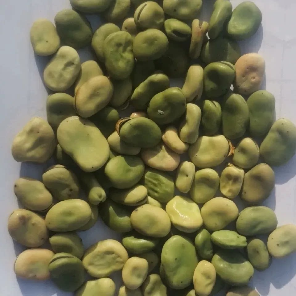 26新货干蚕豆农家新鲜干胡豆五谷杂粮生蚕豆罗汉豆可吃种作鱼饲料