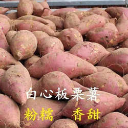 陕西白心红薯板栗薯农家老品种地瓜新鲜白瓤番薯红苕可作种