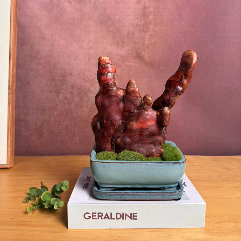 檀香木盆栽室内可生长绿植送礼檀香驱蚊办公室盆景桌面天然香木,鲜花速递/花卉仿真/绿植园艺,情绪植物,淘宝优惠券,粉丝福利购,淘宝优惠卷