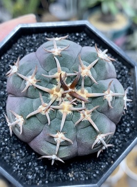 203号实生猫爪4.5cm