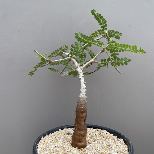 872号实生织冠漆树酒瓶漆树主干1.8cm