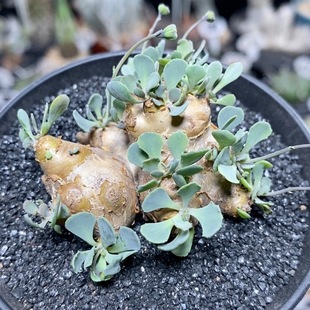 321号实生格加厚敦菊5.1cm