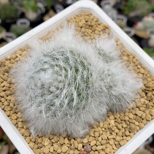 827号群生无刺丽光殿7.5cm