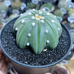 183号实生指纹海星兜6cm