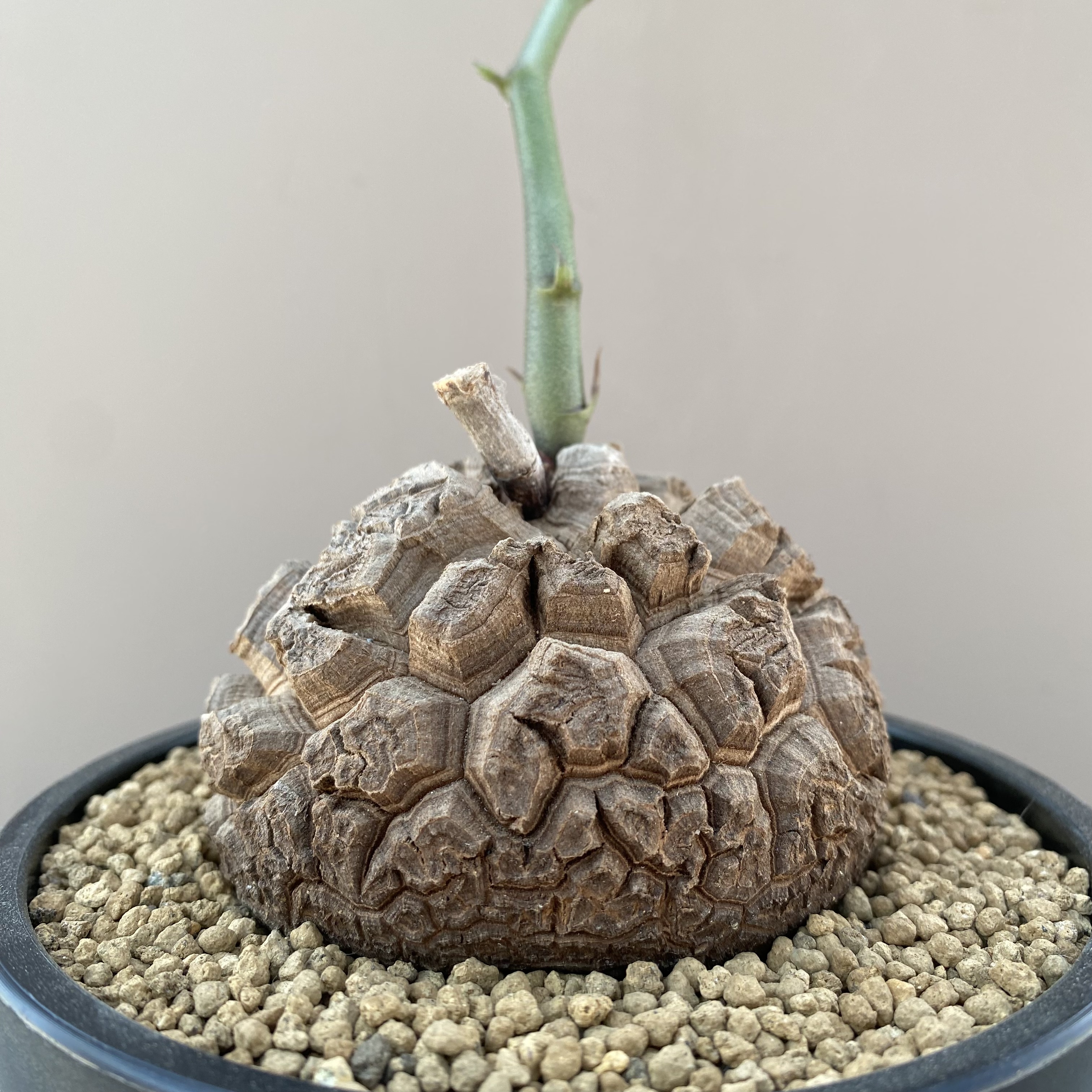 920号实生南非龟甲龙8.5c多肉植物