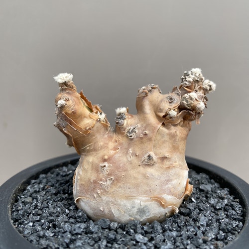 1051号产地熟桩开普敦厚敦菊肚子4.1cm