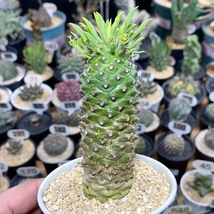 105号实生铁甲麒麟高度10cm