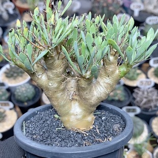 235号实生黑鬼殿厚敦菊9cm