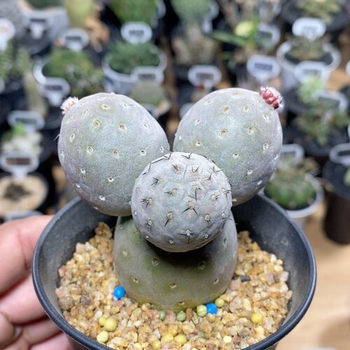 1010号米奇习志野6.5cm