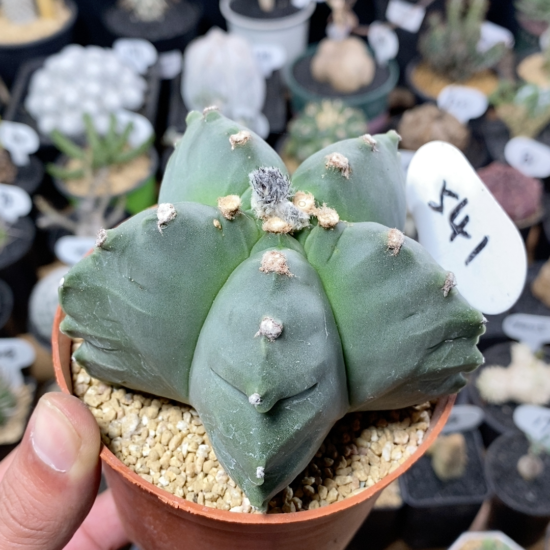 541号实生龟甲鸾凤玉9.5cm