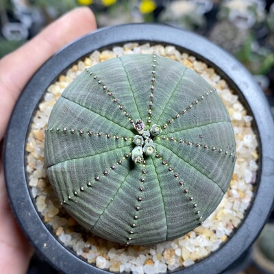 55号实生欧系布纹球6.1cm