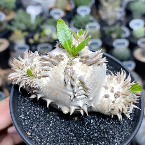 147号实生惠比大黑7.8cm