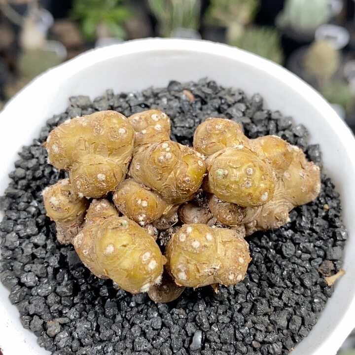 839号实生格加厚敦菊5.8cm