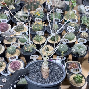 305号实生橡木漆树5cm