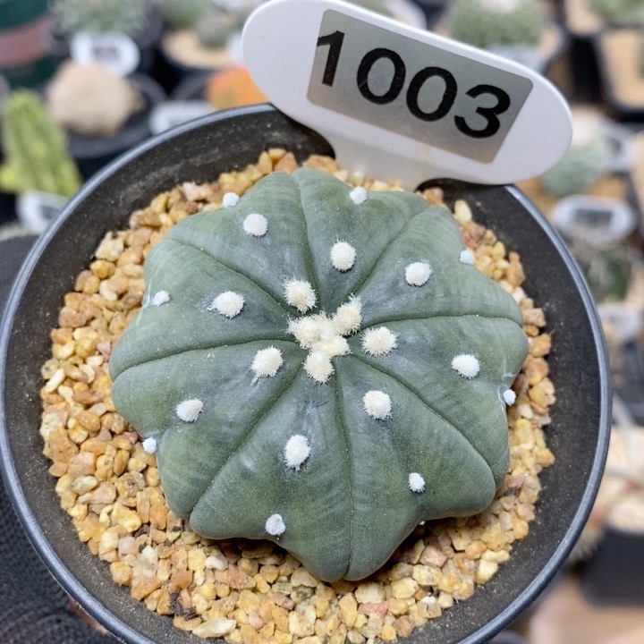 1003号实生指纹海星兜6cm