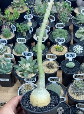 669号实生史瓦济兰沙漠玫瑰4.8cm