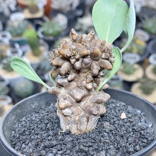 73号实生蛮鬼塔厚敦菊3.5cm