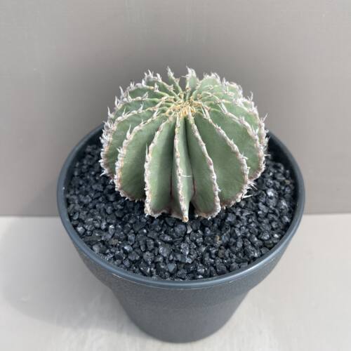 1241号实生薄叶草球6cm