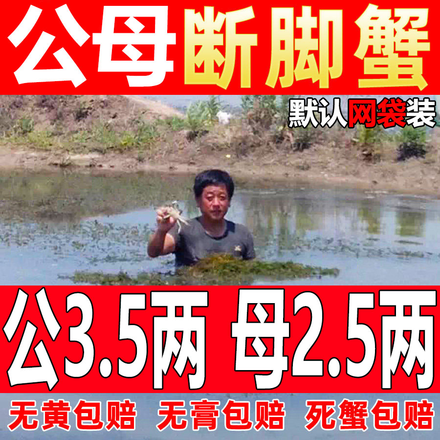 固城湖特大鲜活残蟹断脚蟹大闸蟹