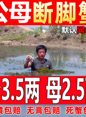 3斤8只特大固城湖大闸蟹残蟹断脚蟹残次蟹鲜活全母公螃蟹湖蟹包邮