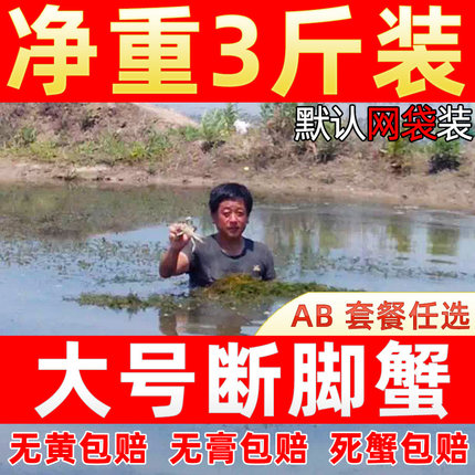 3斤10-12只残蟹固城湖大闸蟹鲜活断脚蟹水产残次蟹特大全公母螃蟹
