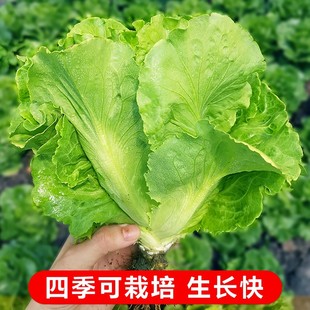 奶油生菜种孑阳台盆栽庭院易种小青菜籽蔬菜种子 生菜种籽大全四季