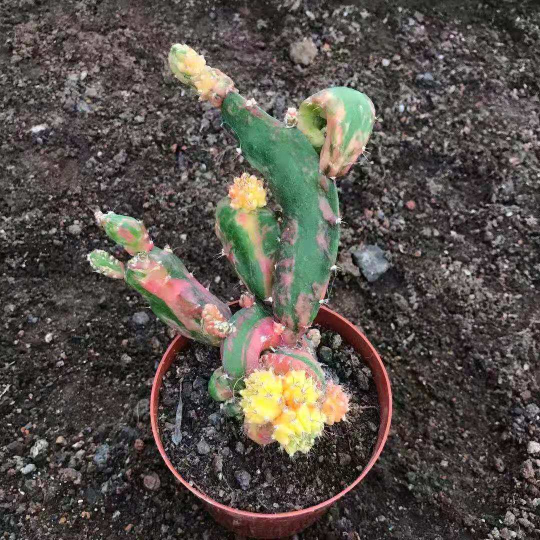 造型精选仙人球财源滚滚奇特龙凤稀有寓意牡丹多变 龙凤呈祥