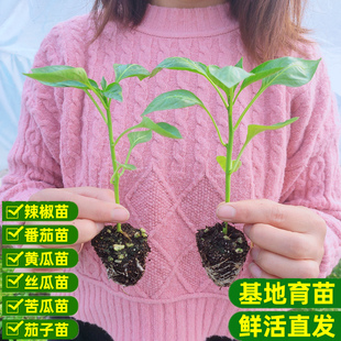 辣椒苗茄子苗长线椒朝天椒阳台盆栽四季种苗西红柿苗庭院种植包邮