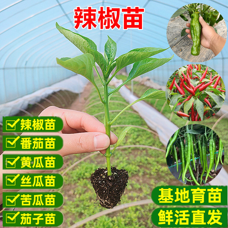 特价蔬菜苗辣椒苗苦瓜苗西红柿番茄黄秋葵黄瓜丝瓜苗草莓阳台盆栽