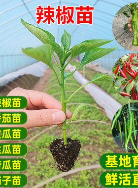 特价蔬菜苗辣椒苦瓜西红柿