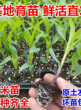 玉米苗高产水果甜糯穴盘南方