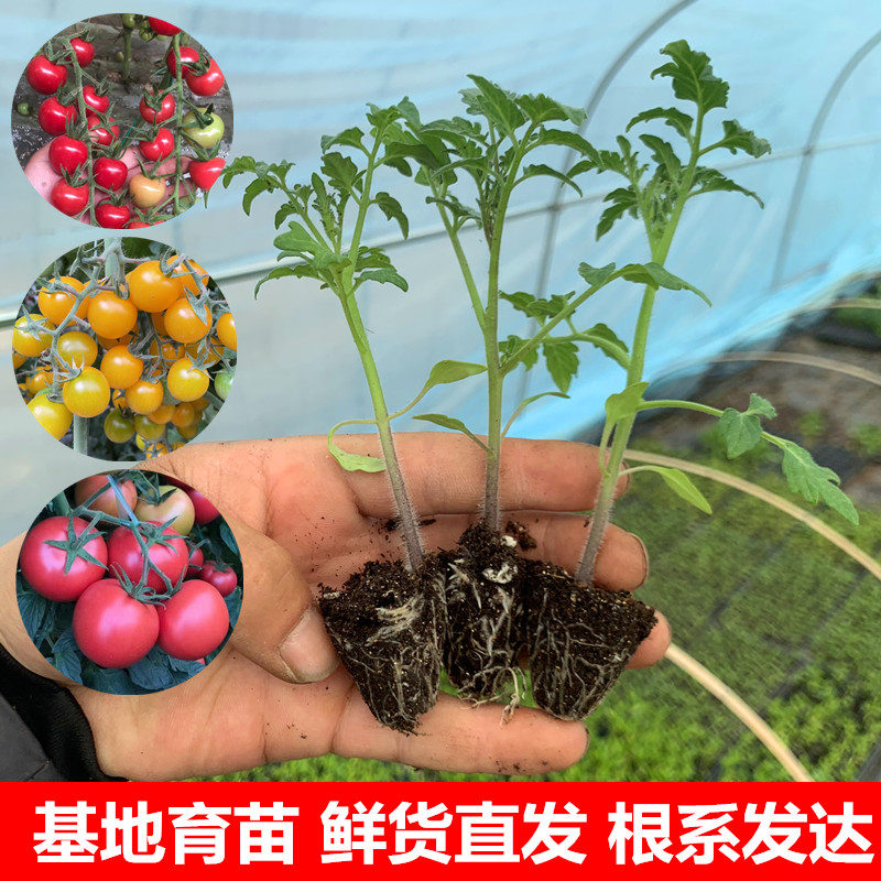 蔬菜苗幼苗西红柿千禧圣女果秧苗