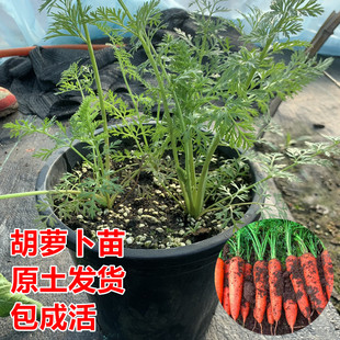 胡萝卜苗蔬菜秧苗大白菜生菜莴笋苗菜苔菜心苗冬季乌塌菜耐寒秧苗