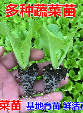生菜苗原土发货四季种植秧苗