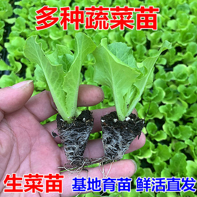 生菜苗原土发货四季种植秧苗