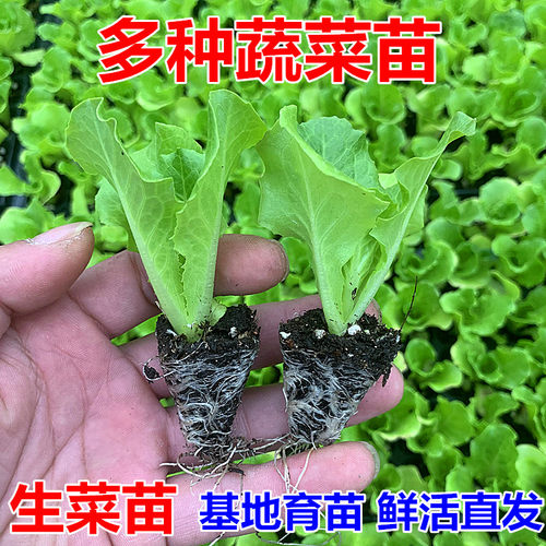 生菜苗原土发货四季种植秧苗
