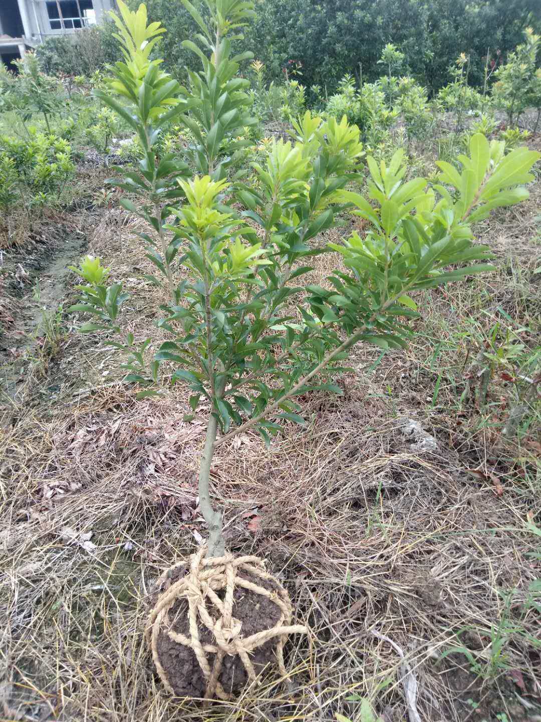 杨梅树嫁接黑炭东魁南北方种植带土带叶发货