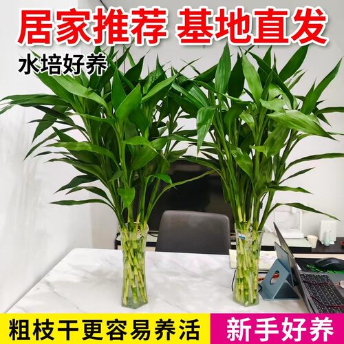 富贵竹水培植物盆栽绿植花卉室内花客厅招财水养转运竹绿萝节节高